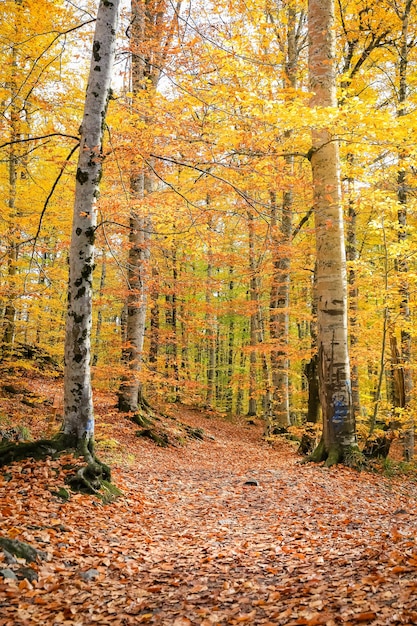 Wald im Nationalpark Yedigoller Türkei