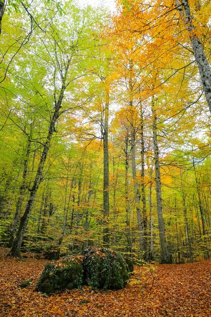 Wald im Nationalpark Yedigoller Türkei