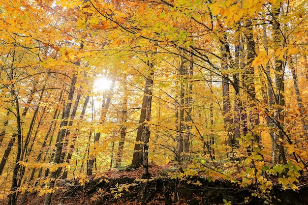 Wald im Nationalpark Yedigoller Türkei