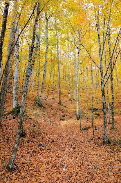 Wald im Nationalpark Yedigoller Türkei