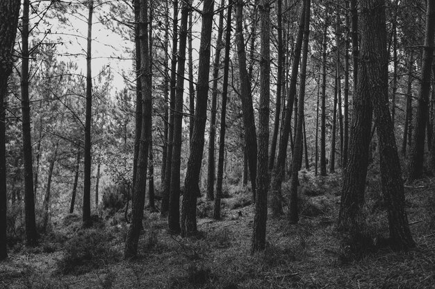 Wald im Nebel in Schwarz-Weiß