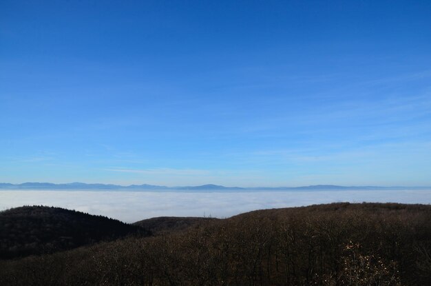 Wald im Nebel und in den Bergen