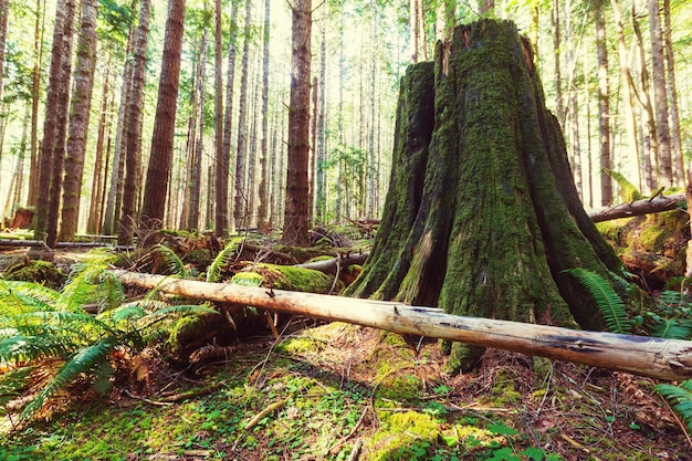 Wald im Olympic Nationalpark, Washington