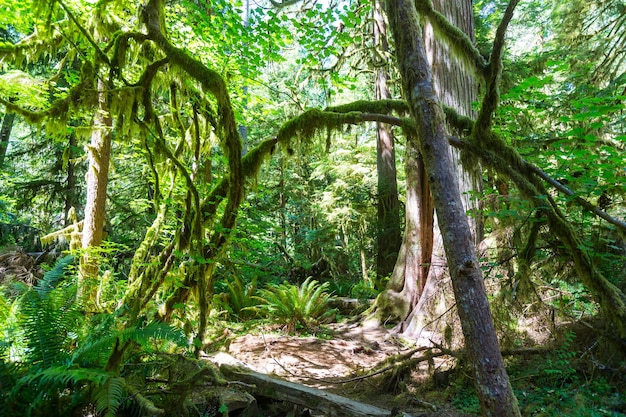 Wald im Olympic Nationalpark, Washington