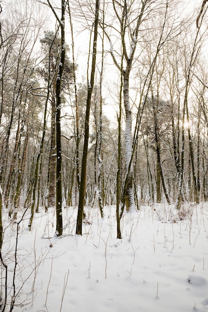 Wald im Winter