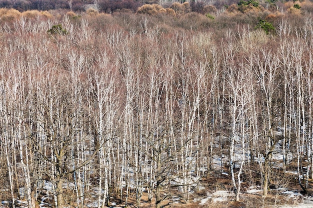 Wald im zeitigen Frühjahr