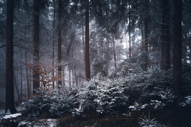 Wald in Bayern im Winter mit blauem Nebel am Abend mit Nebel und Schnee.