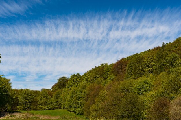 Wald in Dänemark