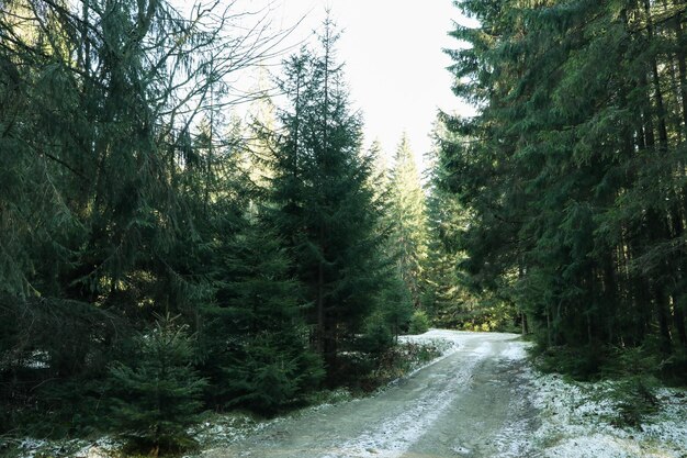 Wald in den Karpaten am Herbsttag mit Schnee