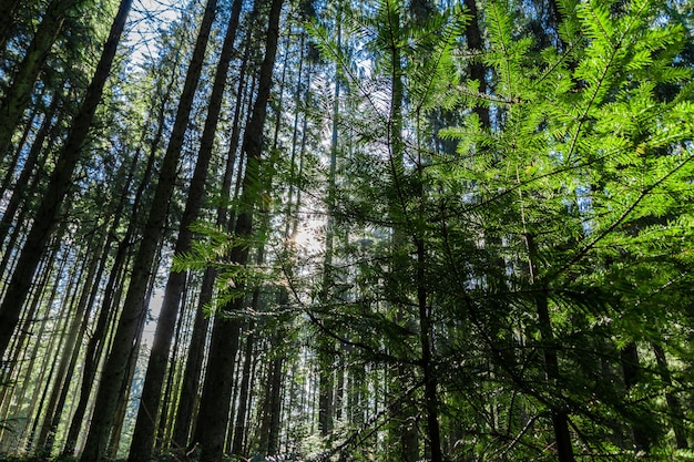 Wald in den ukrainischen Karpaten Die Sonne scheint durch die Bäume