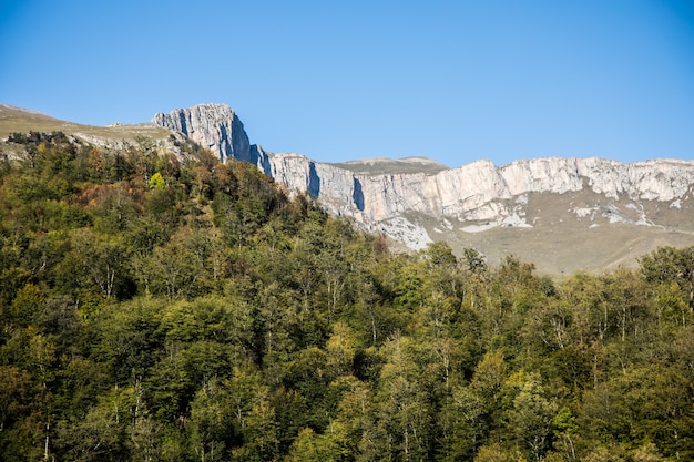 Wald in der Bergschlucht