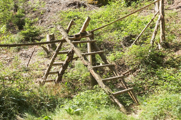 Wald in der Böhmischen Schweiz