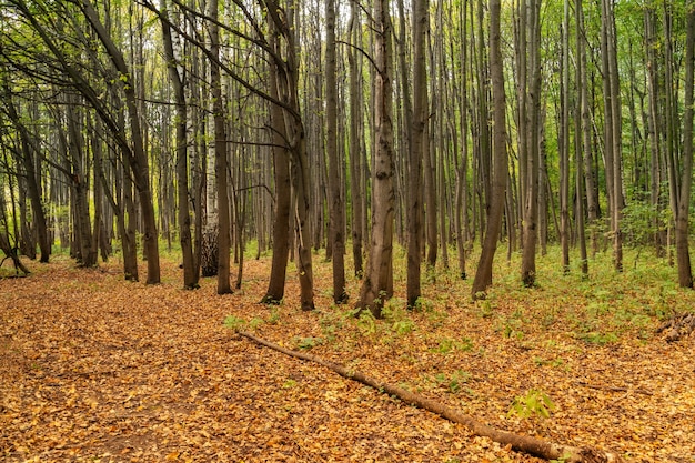 Wald in der Herbstsaison