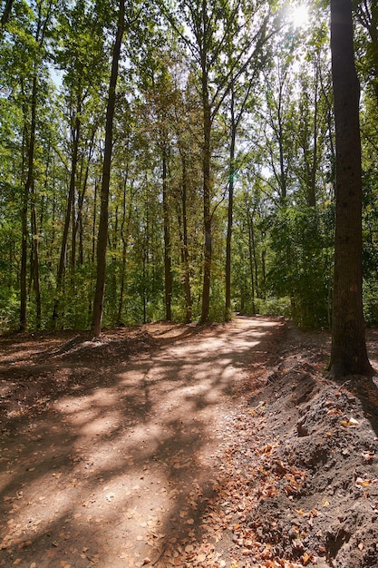 Wald in der Sonne