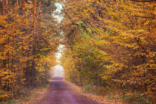 Wald in der umliegenden Straße