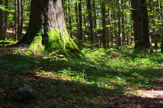 Wald in Kočevski Rog