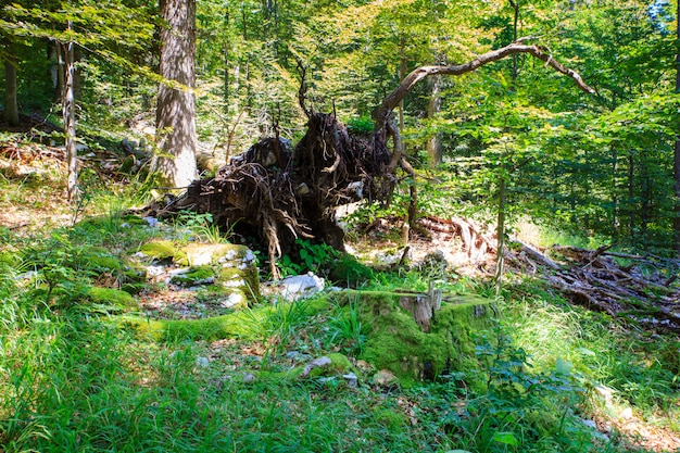 Wald in Kočevski Rog