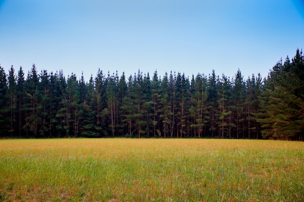 Wald in Spanien