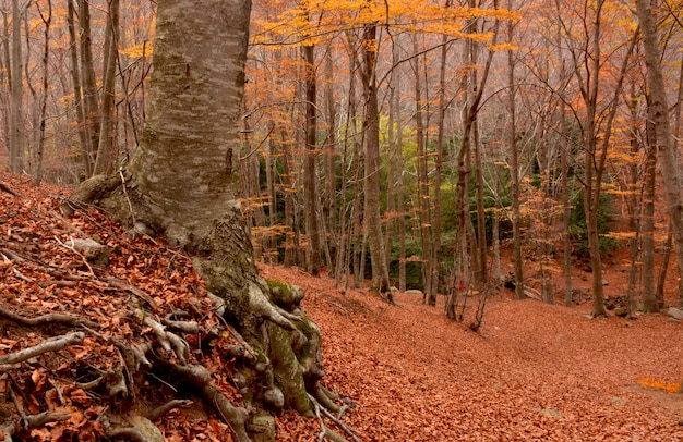 Wald in voller Herbstzeit