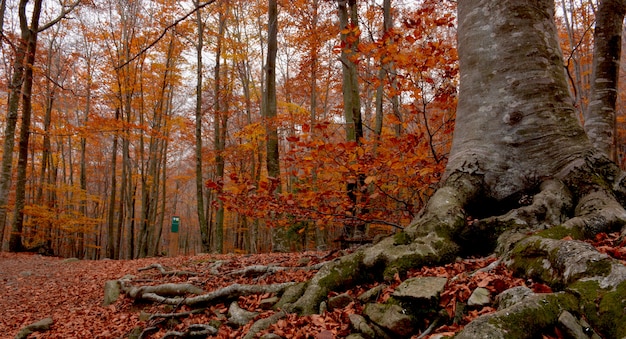 Wald in voller Herbstzeit