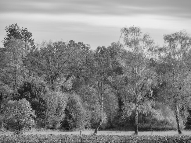 Wald in Westfalen