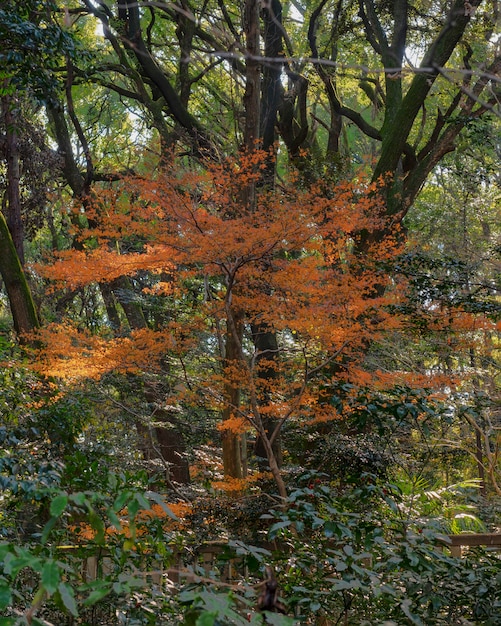 Wald mit Bäumen in der Nähe