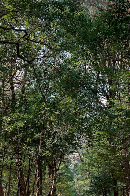 Foto wald mit bäumen in der nähe