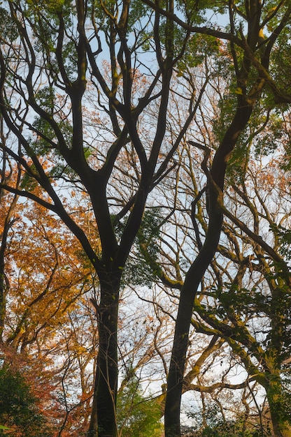 Foto wald mit bäumen in der nähe