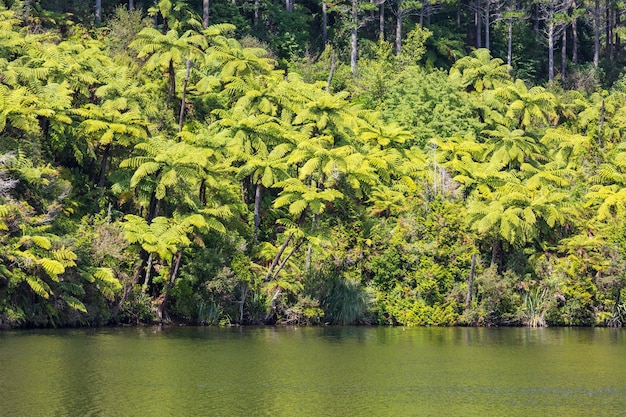 Wald mit Baumfarnen, schöne grüne Landschaften in Neuseeland