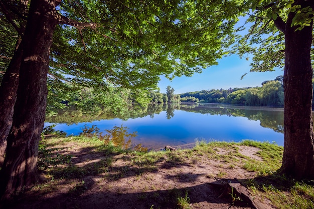 Foto wald mit fluss und himmel