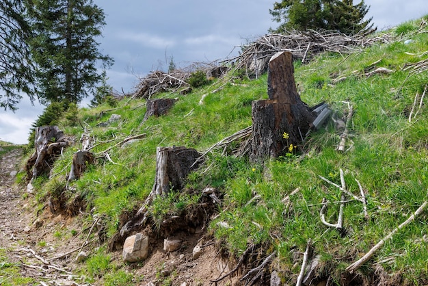 Wald mit geschnittenen Bäumen und zerbrochenen Ästen und Bergvegetation gegen bewölkten Himmel