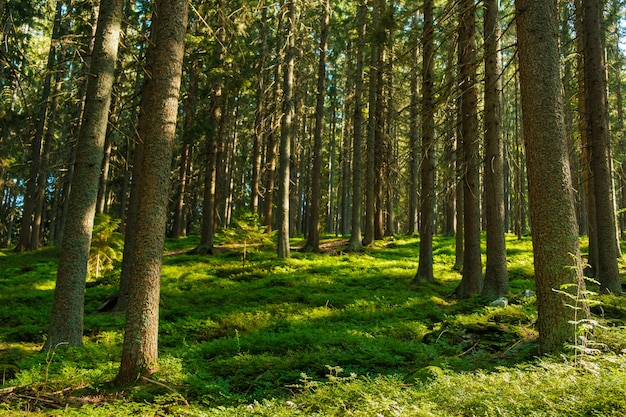 Wald mit heller Sonne, die durch die mit grünem Moos bedeckten Bäume scheint