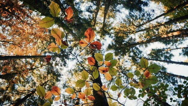 Wald mit Herbstfarben beim Sonnenuntergang