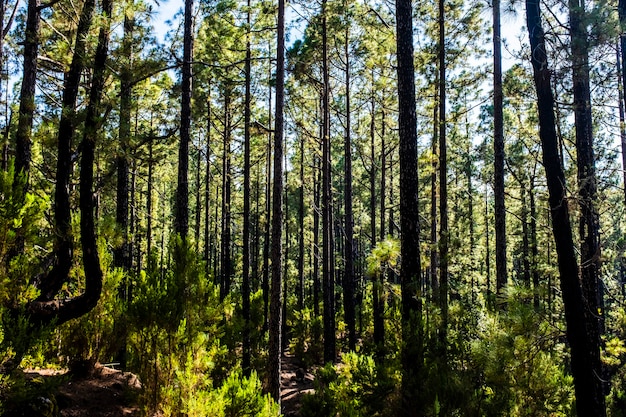 Wald mit hohen Kiefern und Schönheit des Naturholzes