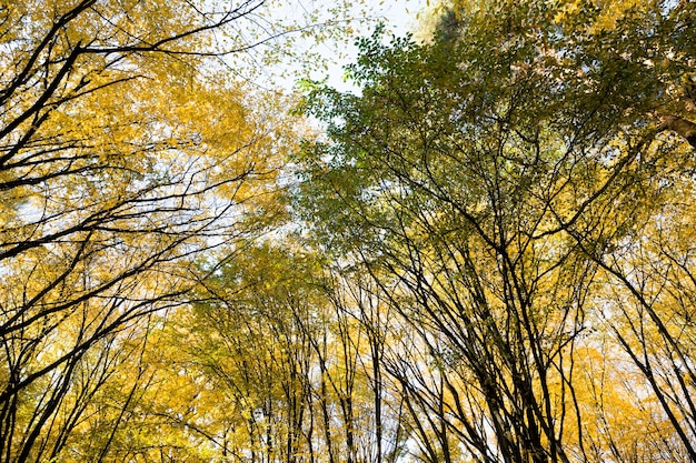 Wald mit Laubbäumen bedeckt mit herbstgelbem Laub