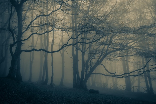 Foto wald mit nebel im park von monte cucco in umbrien, italien