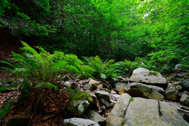 Wald mit Nebel