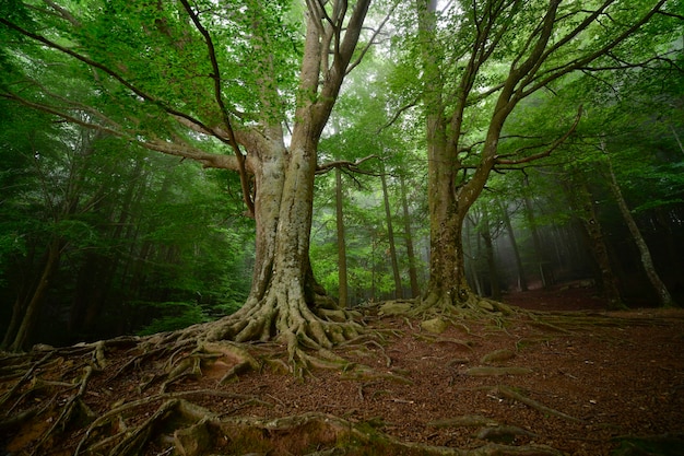 Wald mit Nebel