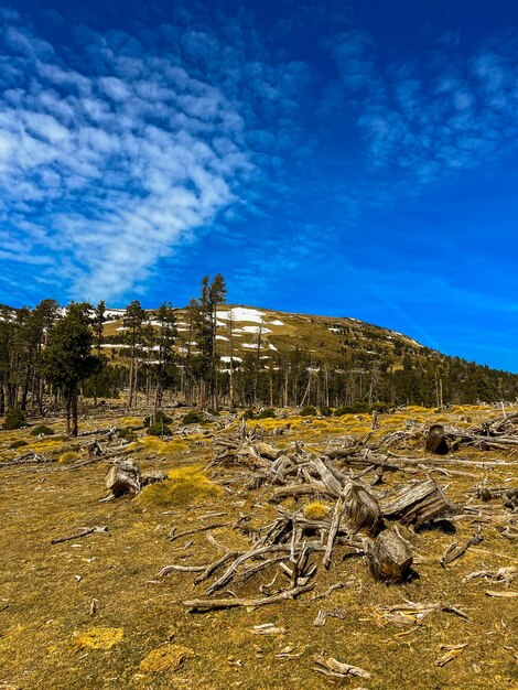 Wald mit trockenen umgestürzten Bäumen und Himmel mit Wolken