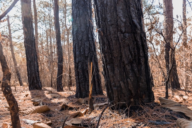 Wald nach einem Brand. Bäume, die durch Feuer stark beschädigt wurden