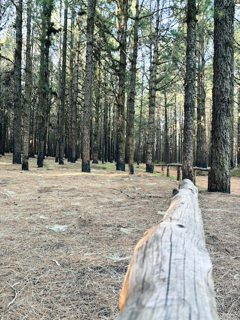 Wald Naturnationalpark landschaftlicher Hintergrund mit hohen Bäumen und Natur Freiluft Grüne Umweltkonzept Wochenendziel Reisen Landschaft Orte