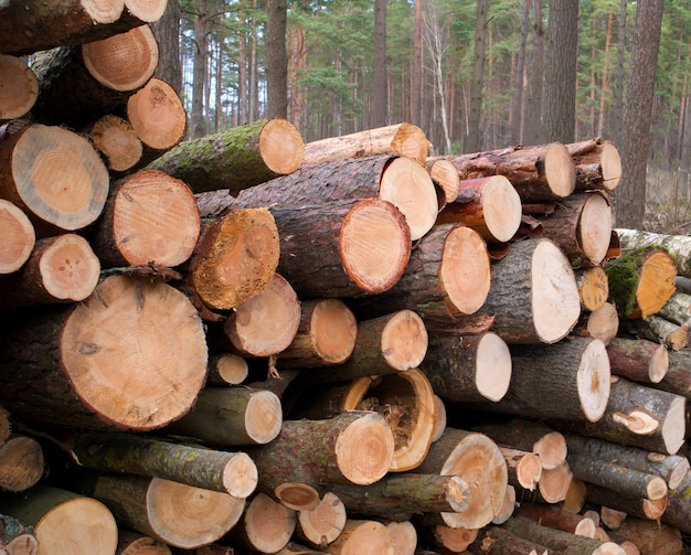 Wald umgestürzte Bäume, die auf einem Haufen im Wald liegen