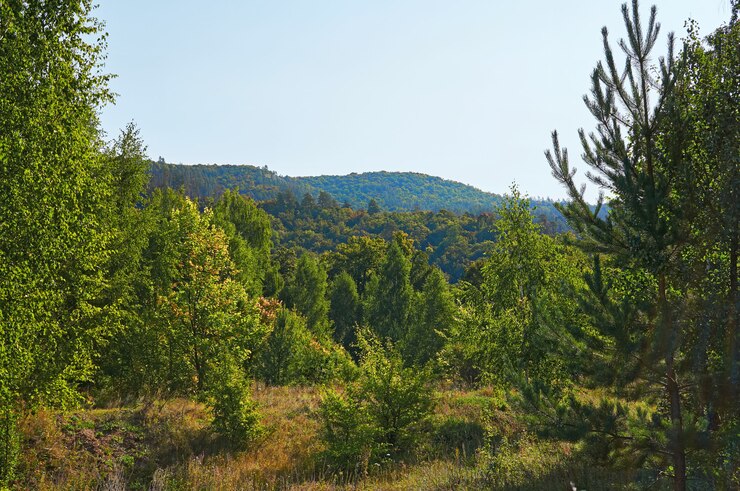 Foto wald und berge mit blauem himmel. waldschutzgebiet.