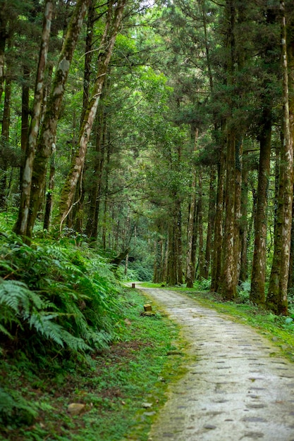 Wald und Bergseen in Yilan County Taiwan der Waldweg von Mingchi Villa