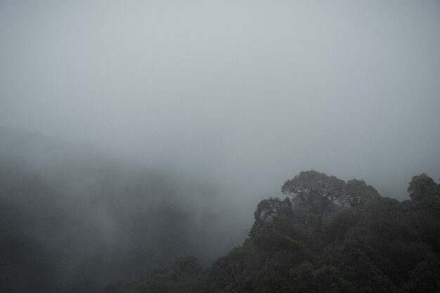 Wald und der Nebel