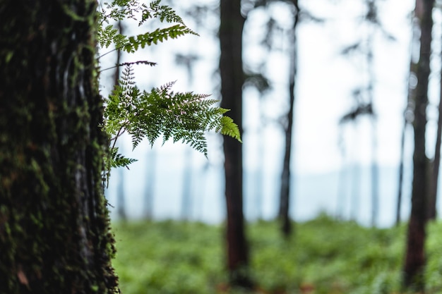 Wald und grüne Bäume nach dem Regen