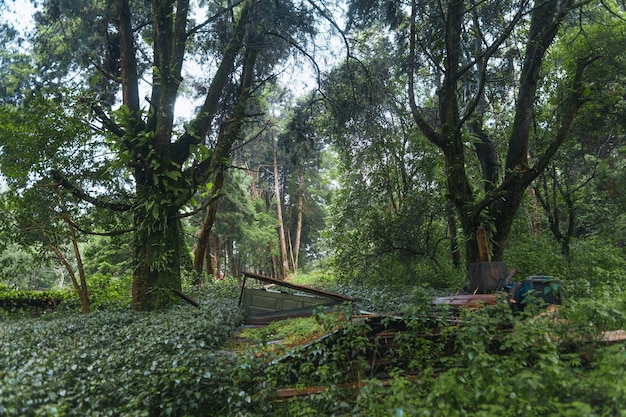 Wald und grüne Bäume nach dem Regen