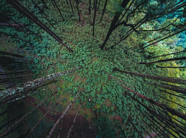 Wald und grüne Bäume nach dem Regen