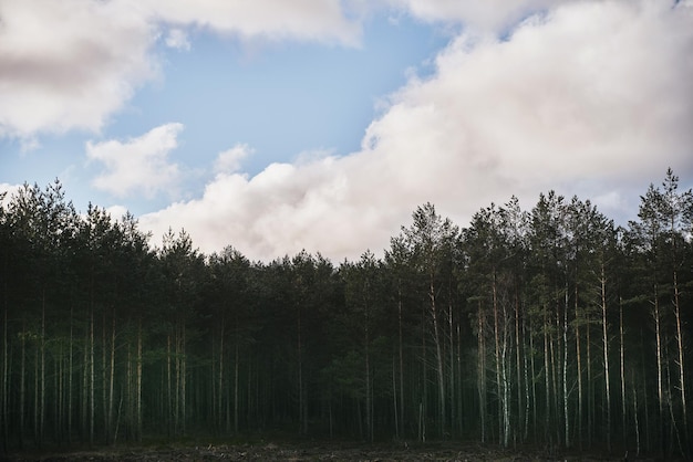 Wald und Himmel Top-Zweige gegen den blauen Himmel im Wald Natürlicher Hintergrund