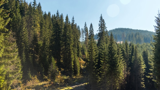 Wald und Hügel verschmelzen